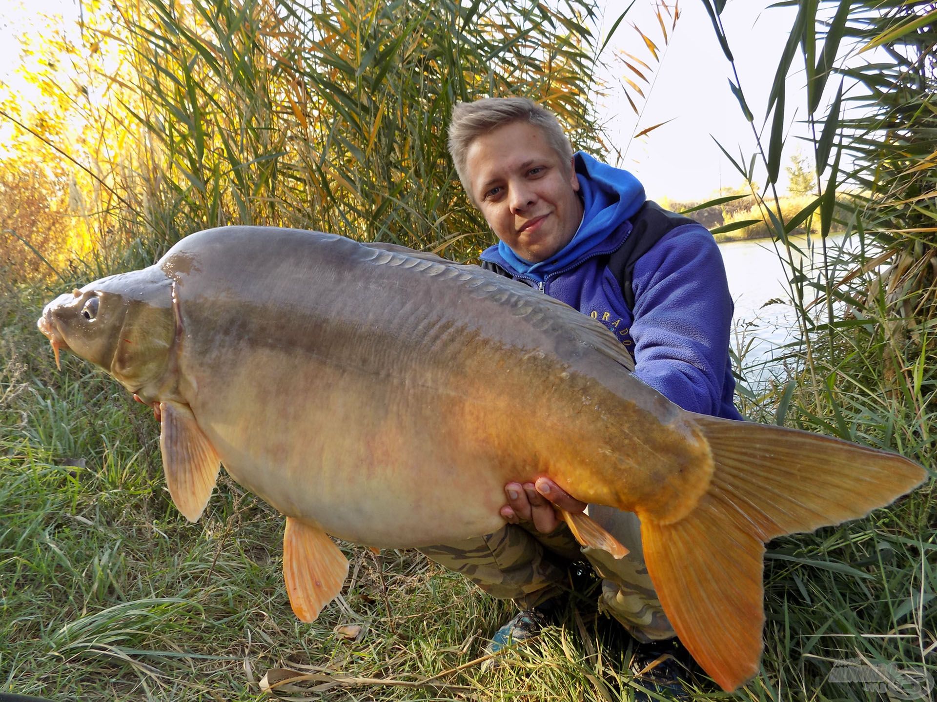 Kézben egy meseszép, hatalmas tükörponty, bőven 15 kg felett! Gyönyörű ajándéka volt ennek a rövid horgászatnak, valamint ékes bizonyítéka a jól működő módszernek, csalogatóanyagoknak