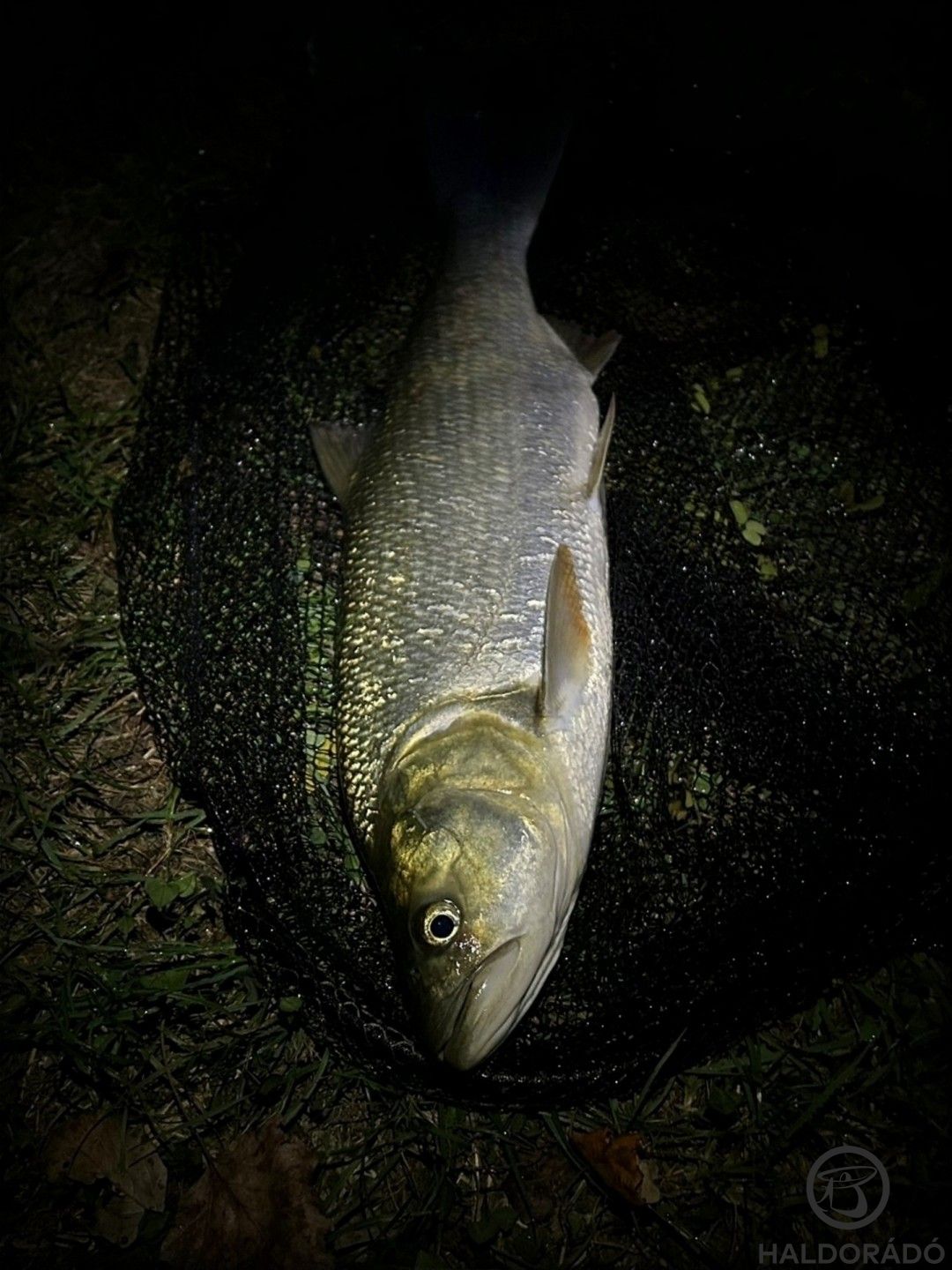 Ő pedig vörösszárnyú keszegre érkezett, szintén úsztatós cuccal