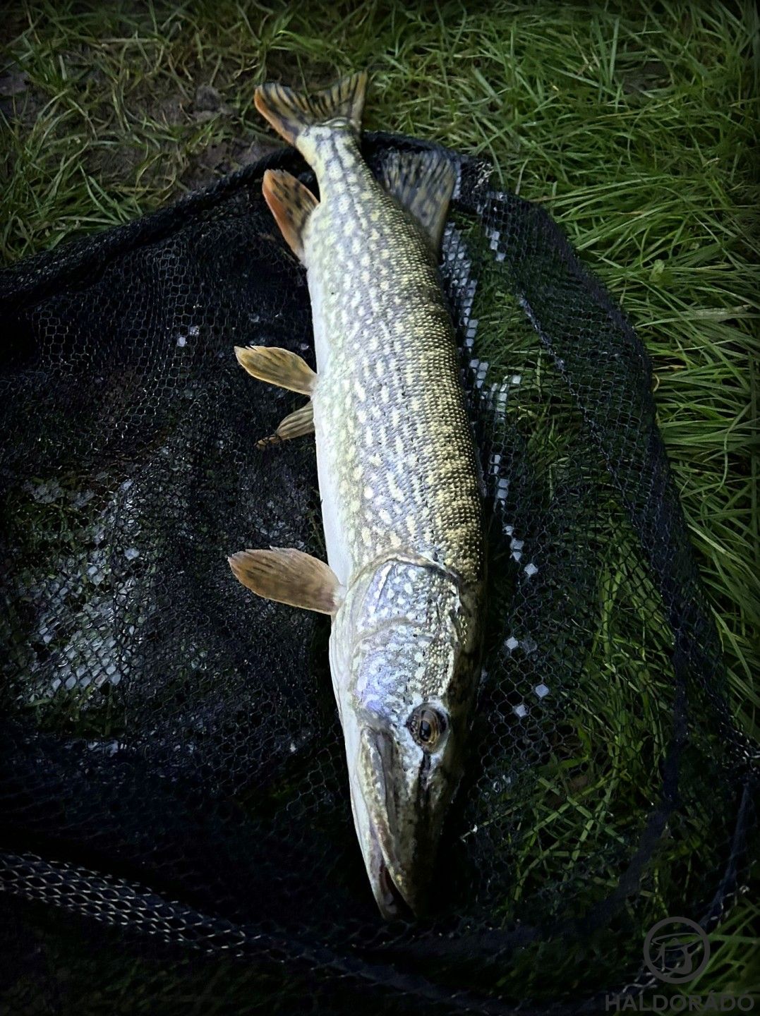 Szintén mederből bodorkára, fenéken