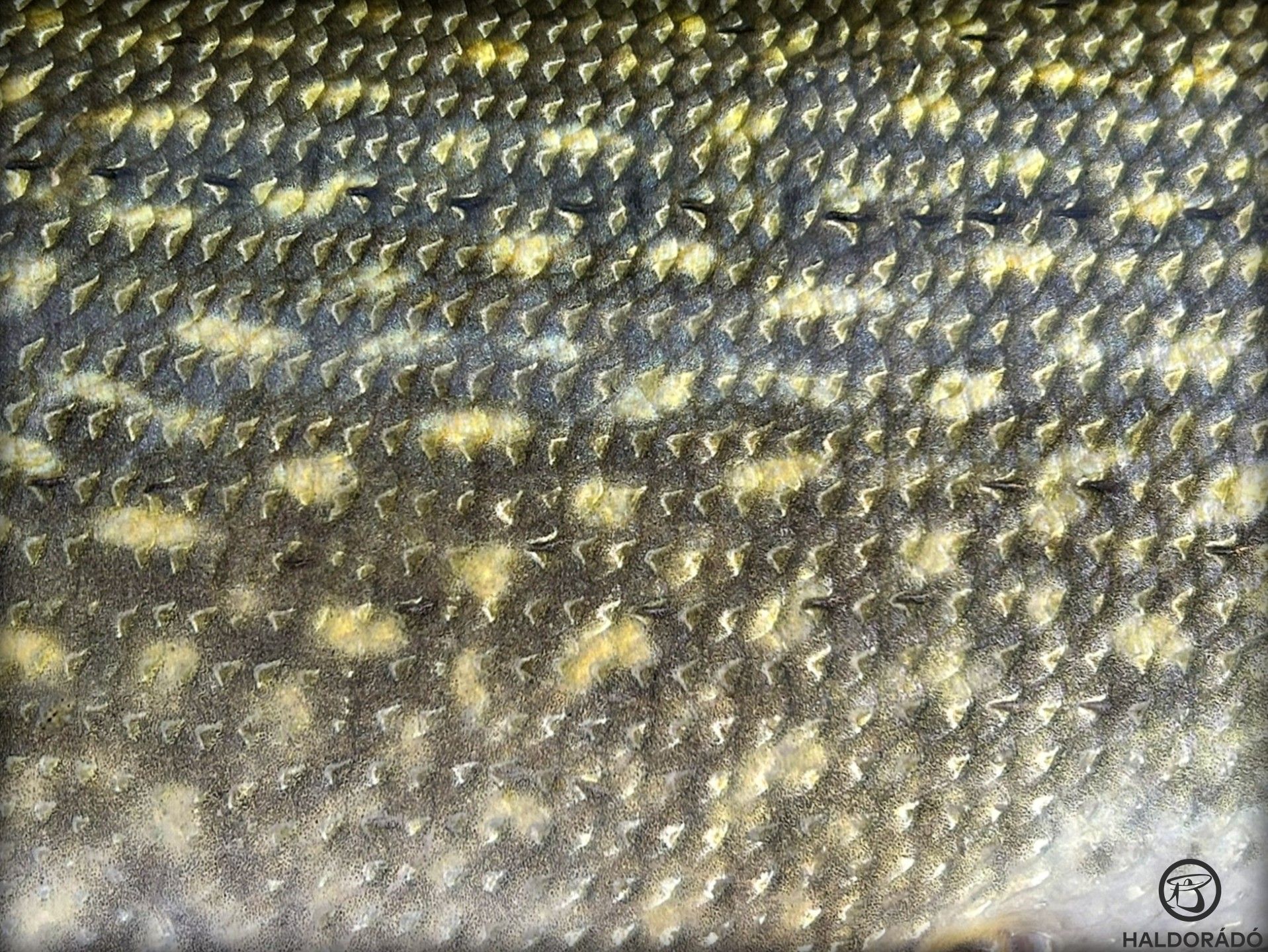 Vizeink tigrisei a csukák