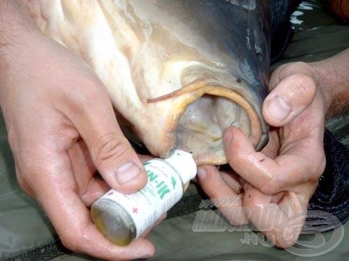 A sebfertőtlenítő használata kötelező a bojlis horgászatok során