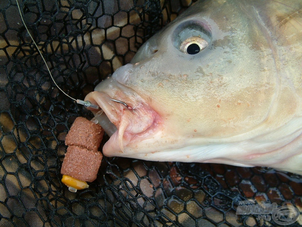  A pelletes horgászat szelektív hatása megkérdőjelezhetetlen!
