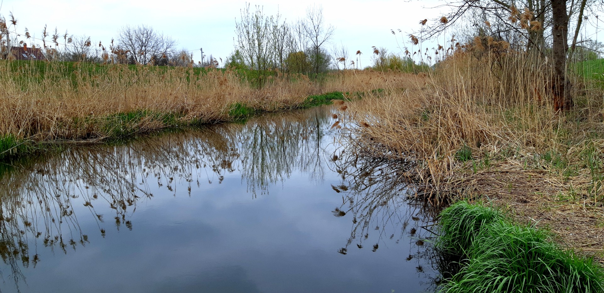 Elsősorban a tavakon, holtágakon, csatornákon kell keresni…