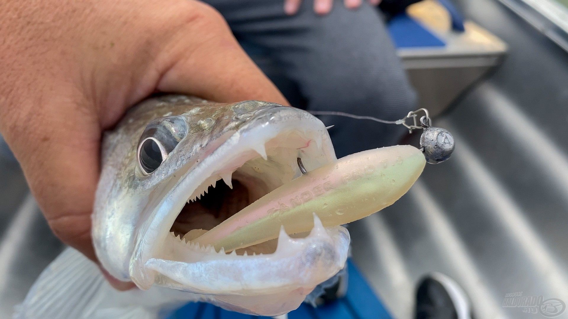 A Slick Shad mellett a Zander Pro is jól működött