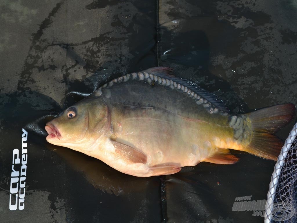 1,5 kg-os nemes ponty, egy életre szóló élmény a Balatonból!