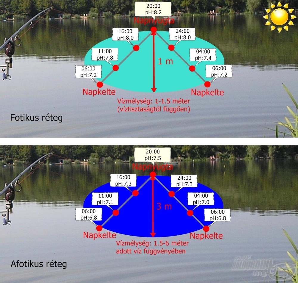 Így alakul a pH változása egy tetszőleges napon, a két rétegben napsütéses…