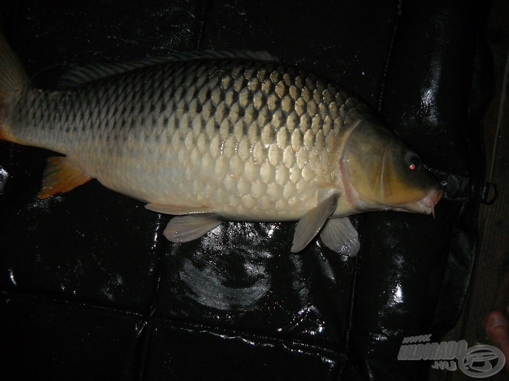 8 kg-os tőponty