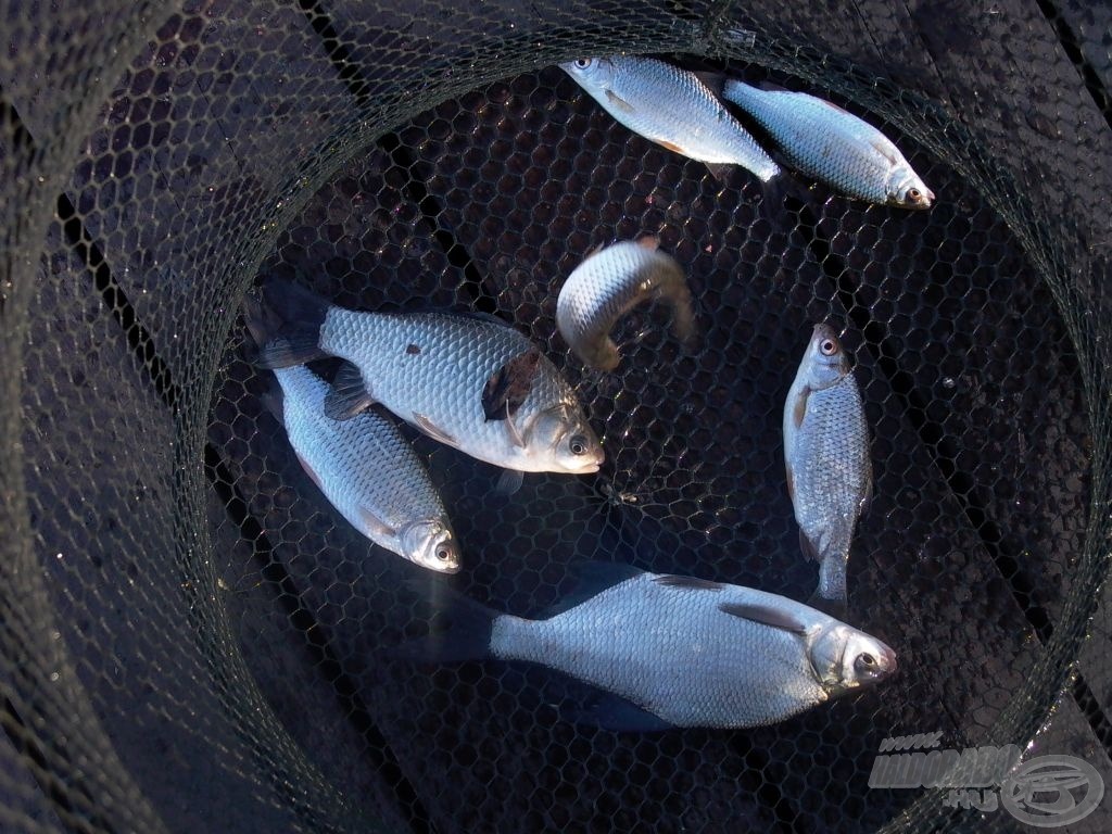 Íme, a klasszikus velencei fehérhal-trió tagjai a cimbora egyik kora tavaszi zsákmányában: dévér, ezüstkárász, bodorka