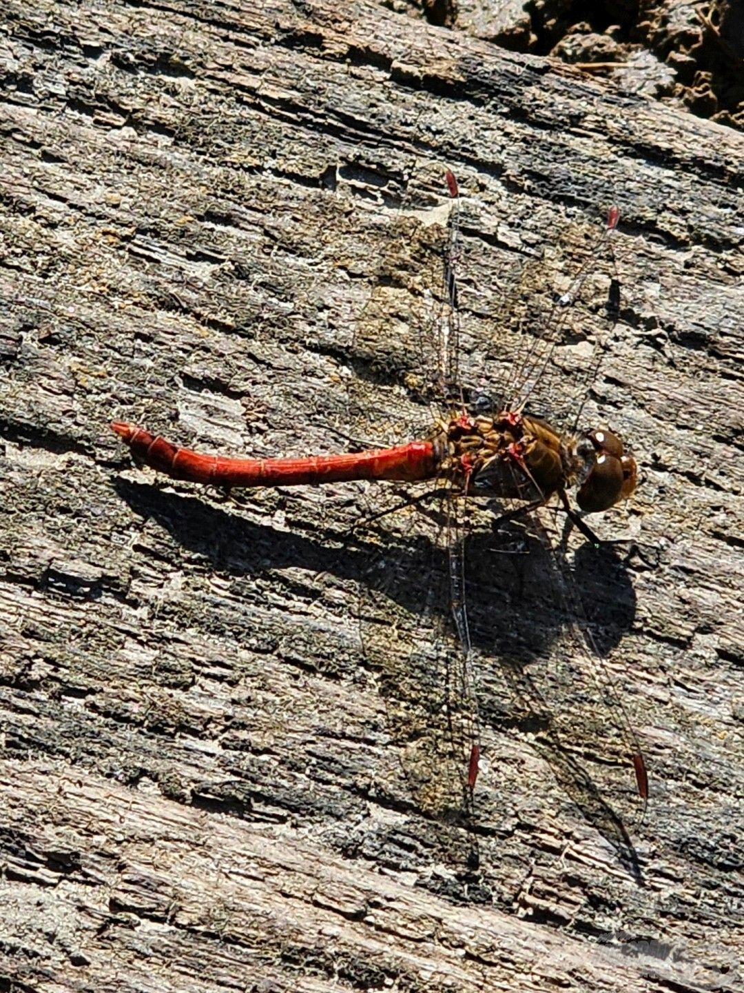 A közönséges szitakötő (Sympetrum vulgatum) a laposhasú acsák családjába tartozó, Európától egészen a Távol-Keletig előforduló, gyakori szitakötőfaj. Gyönyörű volt