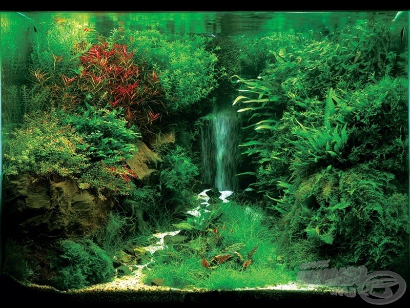 Beauty of Waterfall 70 x 60 x 60 (cm), 252 liter. A képen látható „vízesés” működését még nem sikerült megfejtenem, ezért kérném, aki tudja, árulja el nekem