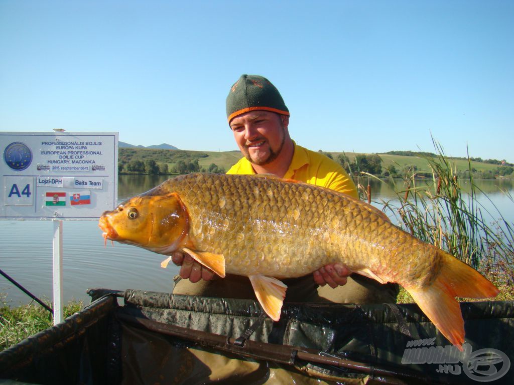 A legújabb legnagyobb koi, Lojzi-DPH, 8:55, 8,50 kg