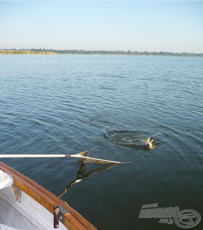 Már merítem is az első pontyot