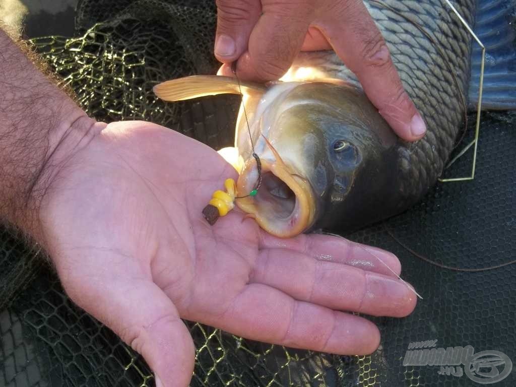 Tökéletes akadás egy hibátlan és mohó halszájban