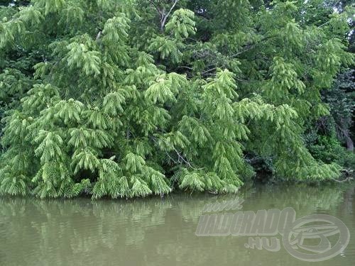 … a vízre hajló fák, bokrok szegélye…