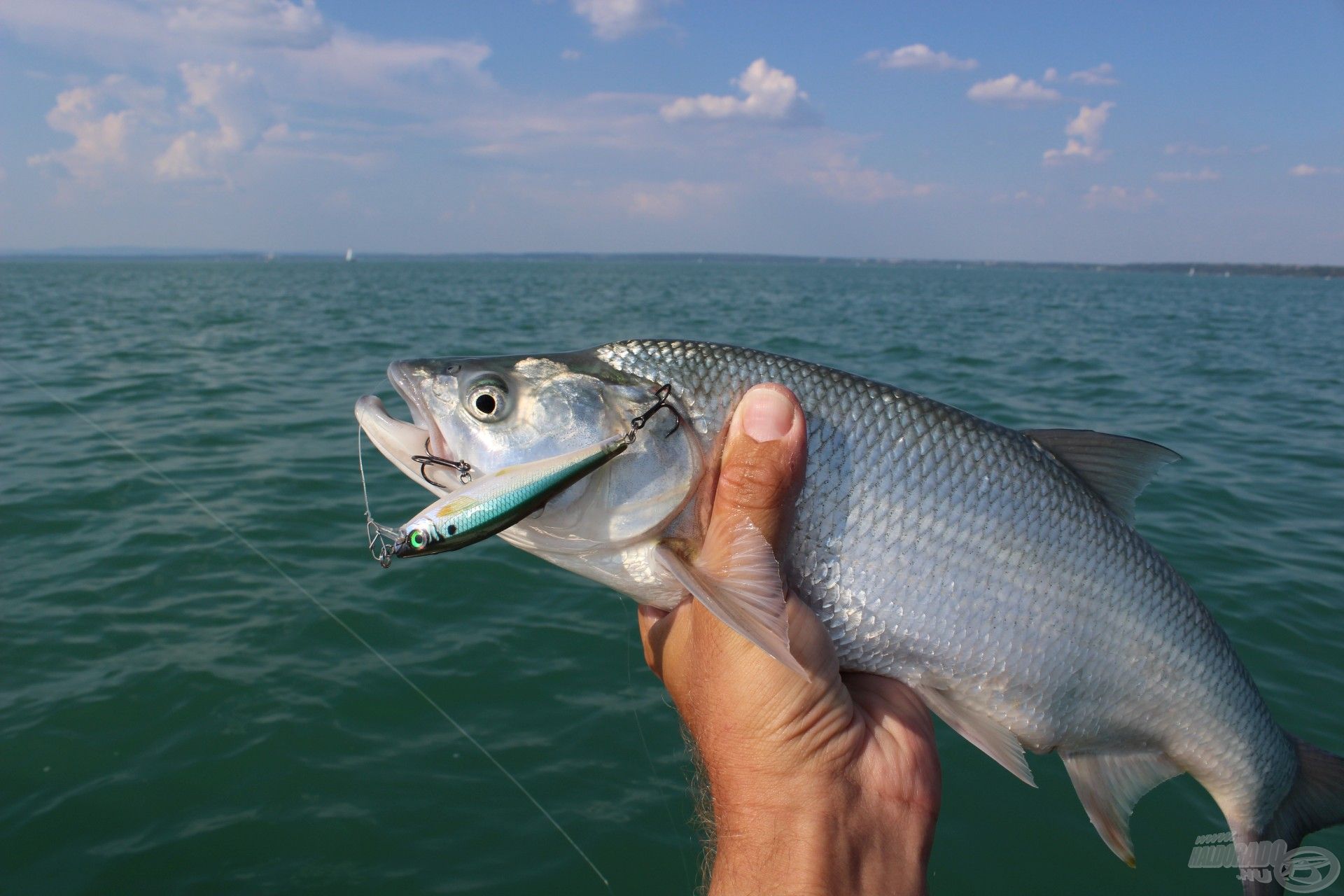 A BX Minnow a balsafa wobblerek minden előnyös tulajdonságával rendelkezik, ugyanakkor a fa magra öntött műanyag borítás miatt igazán időtálló és élethű festést kaphatott