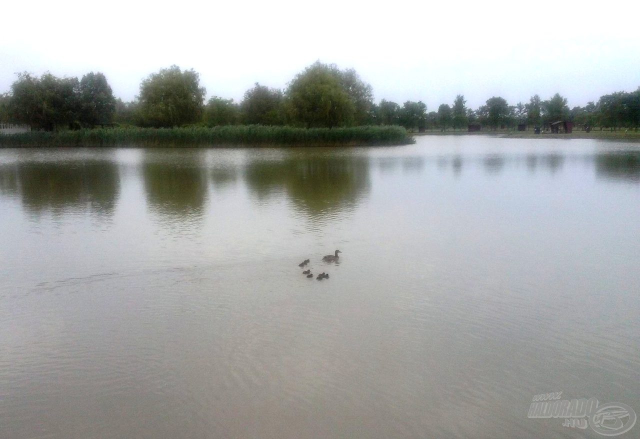 A tó látképe a helyemről nézve