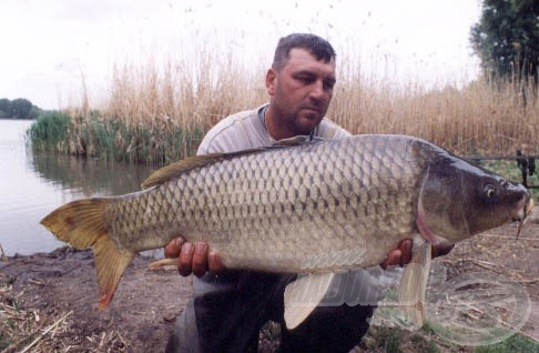 tőponty, 11,5 kg