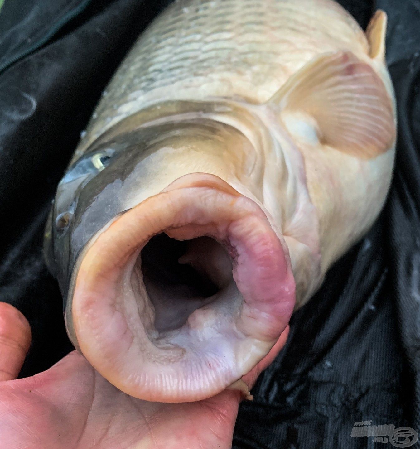 Brutális szájuk van ezeknek a halaknak
