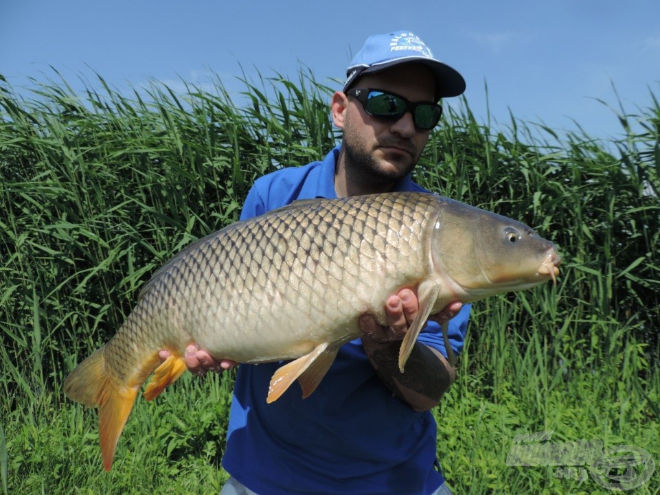 Gyönyörű, fekete tónusú és nyurgatestű volt ez a 10 kg-os