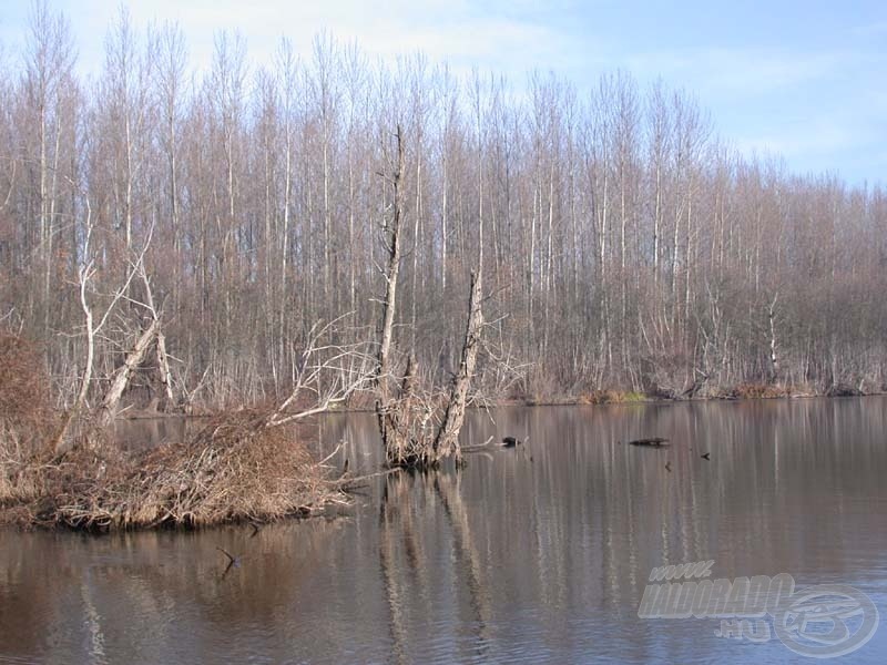 A vadregényes Mártélyi Holt-Tisza híres a ragadozóhal-állományáról