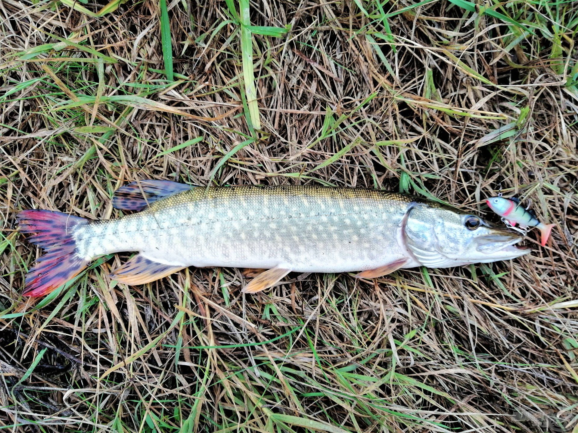 Egy csuka a sok közül, ami nem bírt ellenállni a kísértésnek