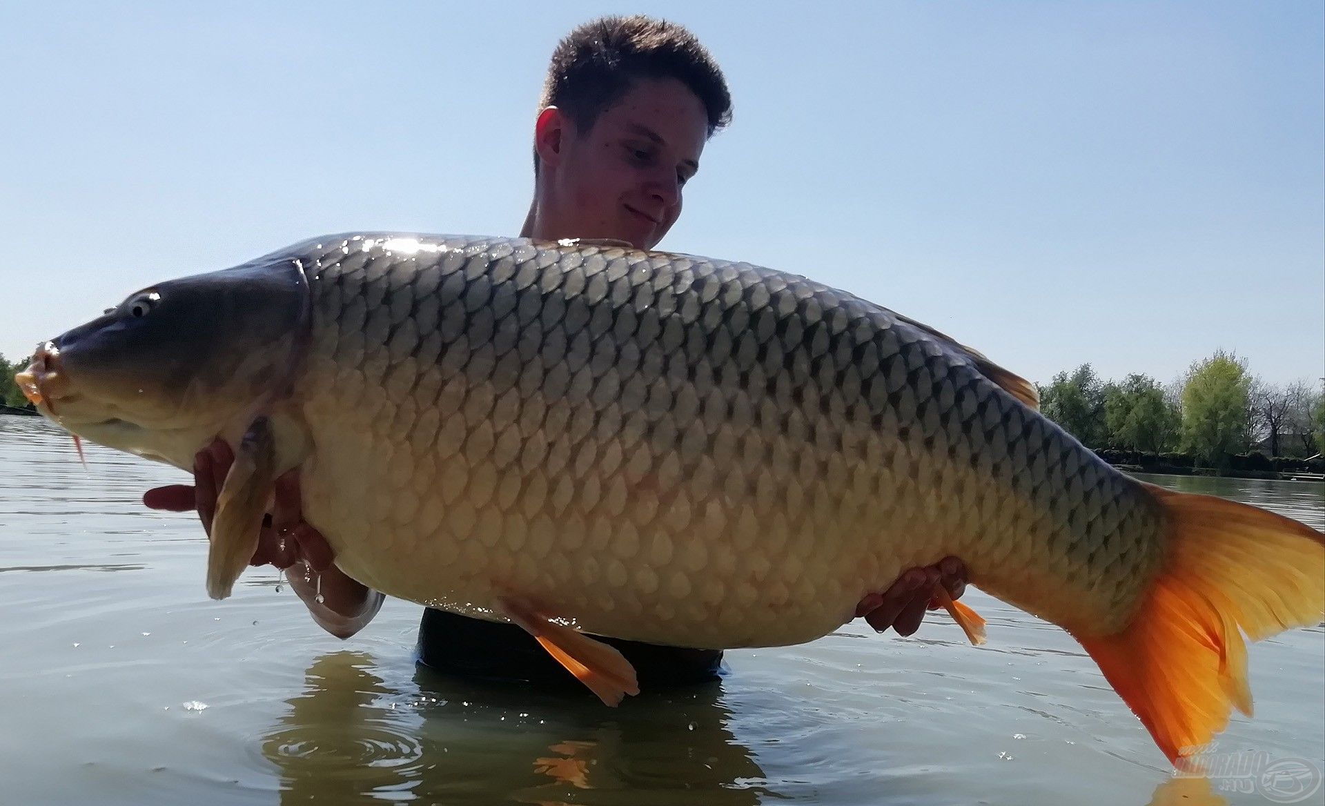 A hal súlya 24,2 kilogramm! Ő megérdemelte, hogy belemenjek vele a vízbe!