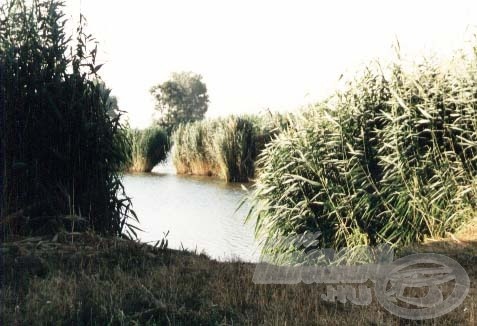 Nem jó ötlet a nádfalat megbontani. Ez a lépés könnyedén a horgászat kudarcát eredményezheti. Ne felejtsék, az amur nagyon óvatos hal!