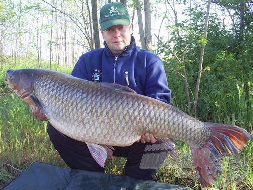 Török Ákos és a 30,5 kg-os amur. A hal impozáns méretei mellett feltűnő a hatalmas farokuszonya