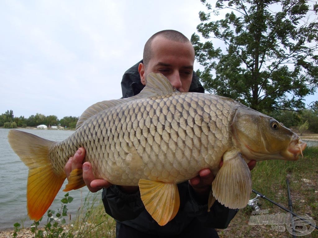 A szebbik a két kisebb harcos közül