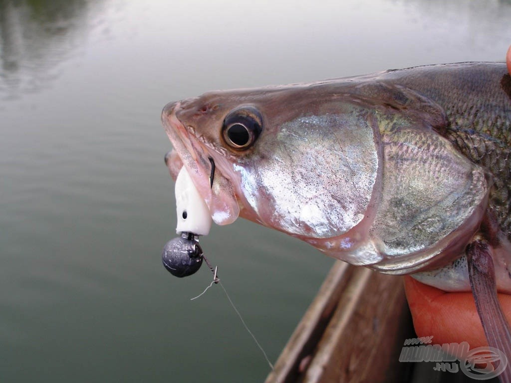 A fogas és a 7 cm-es Nevis Vantage Action Shad