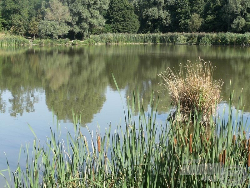 Drága szép tavam, ami a nyári hőség áldozatává vált