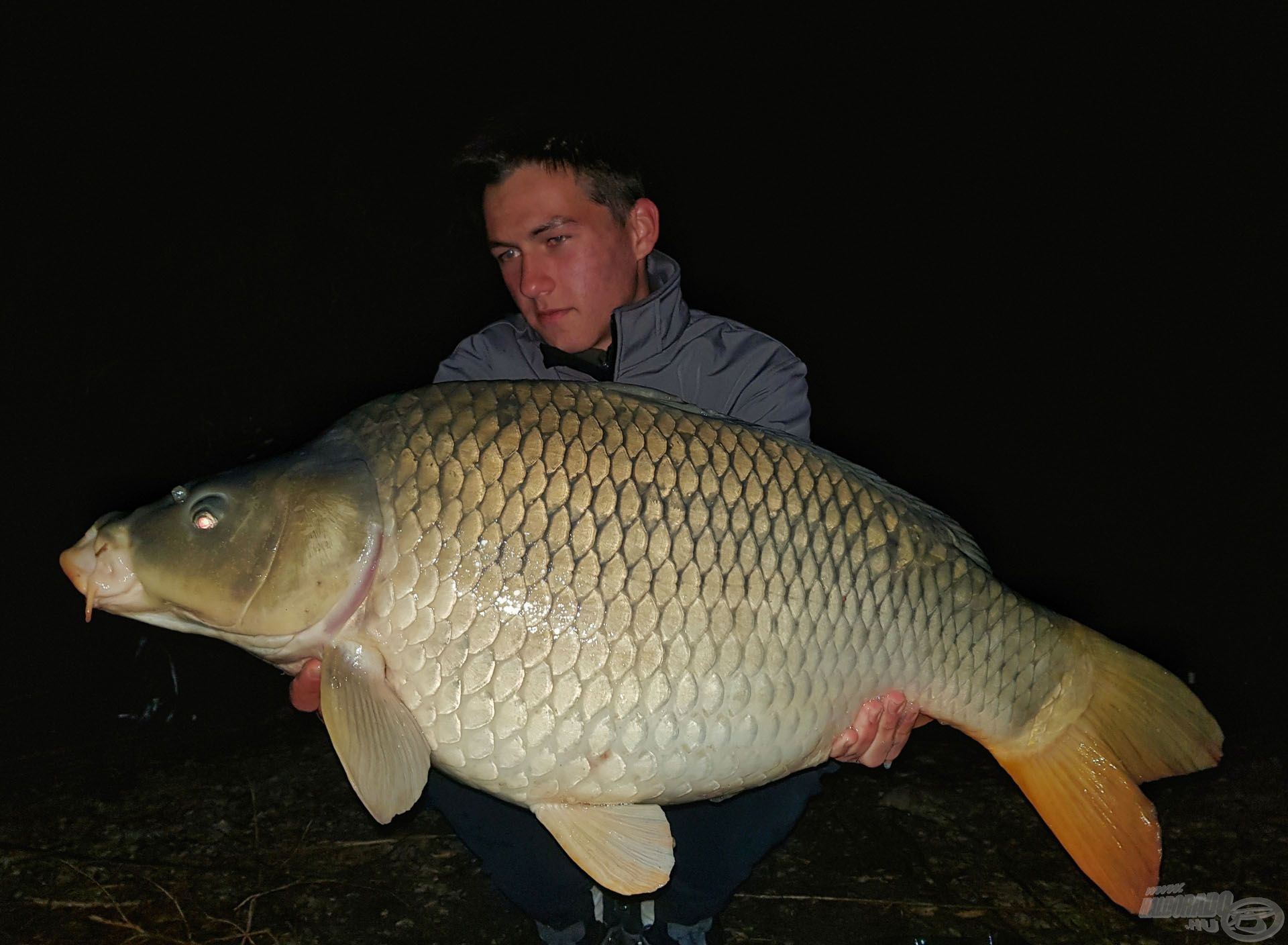 Bőven 15 kiló feletti, pocakos töves