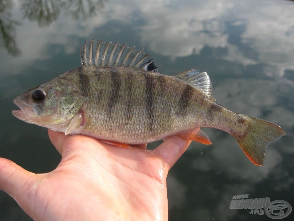 Az őshonos halfauna egyik legszebb, ám kevésbé megbecsült tagja