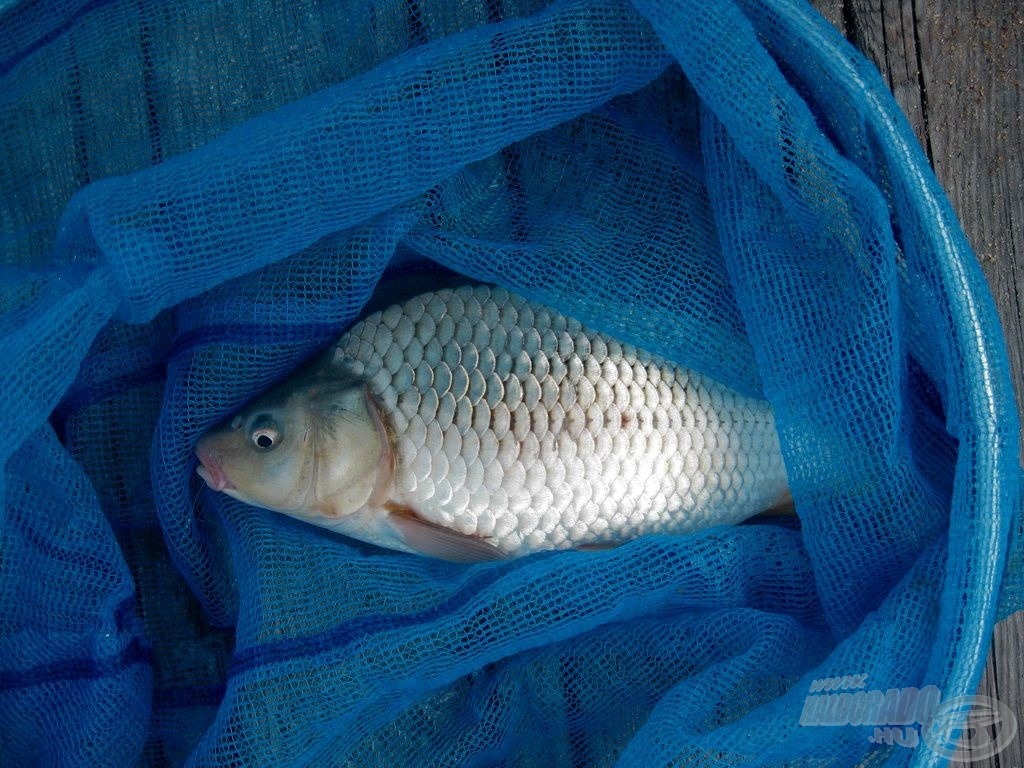 Ijedtnek tűnt, pedig tőlem félnie nem kellett, és (remélhetően) a kormorán csőréből is kinőtt már 