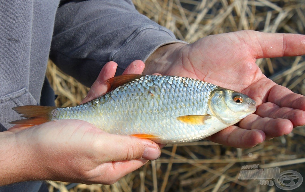 Főleg a nagyobbak szeretik