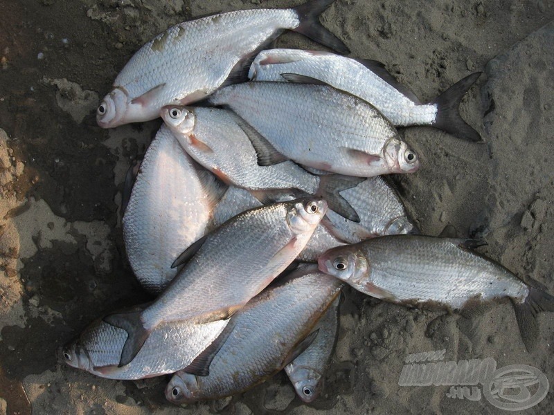 Az ősz első felében ez volt a nappali horgászat jutalma - egészen a halak október végi nyomtalan eltűnéséig