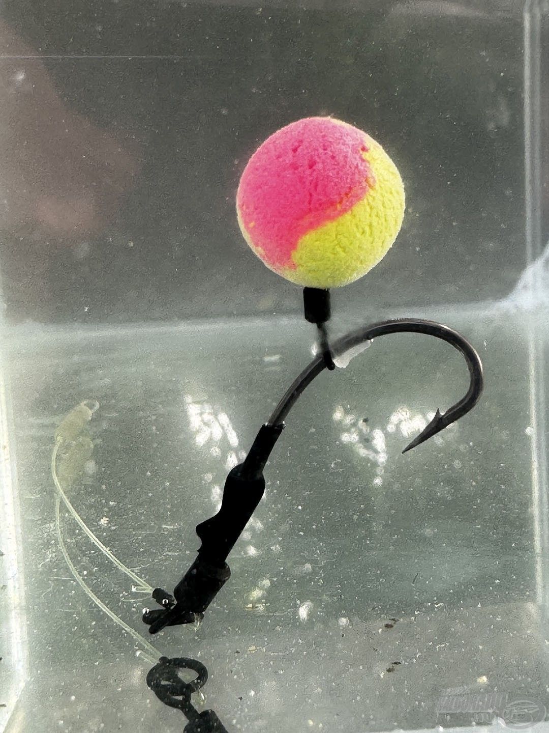 Az egyik fogós csali-felkínálási mód: Ronnie Rig horog + Ronnie Rig Pop Up 14 mm-es csali