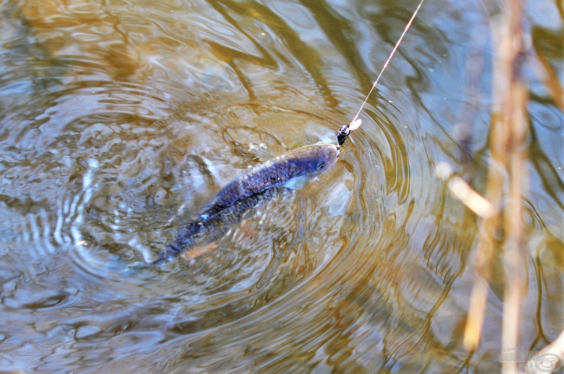 Kedvenc domis csalim a leghidegebb patakok vizén a kettő és fél centis Salmo Hornet