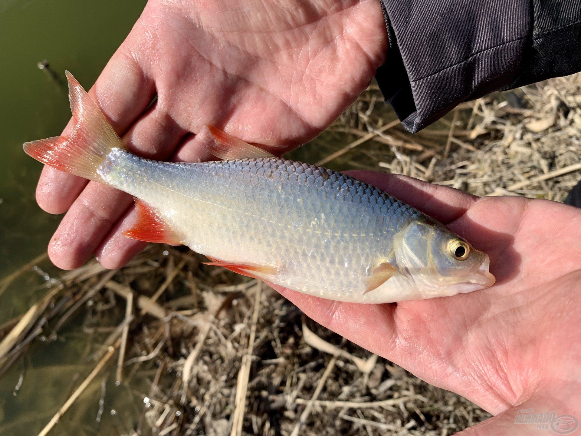 Magam is meglepődtem, amikor óvatos, ám határozott kapást észleltem a finom spiccen. Gyermekkorom óta nem fogtam vörösszárnyú keszeget