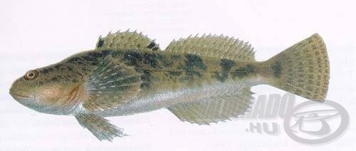 Cifra kölönte (Cottus poecilopus)