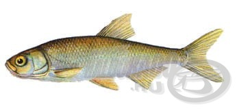 Kurta baing (Leucaspius delineatus)