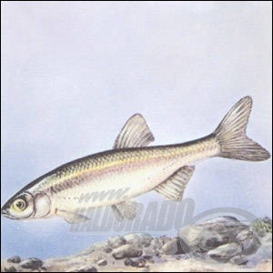 Vaskos csabak (Leuciscus souffia)