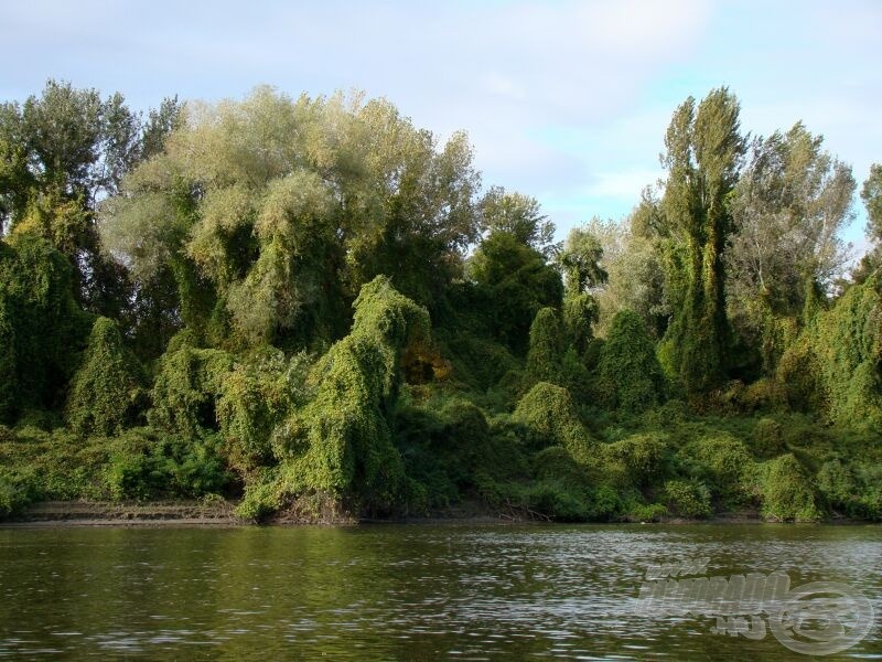 Korábban ezen a helyen pontyoztam