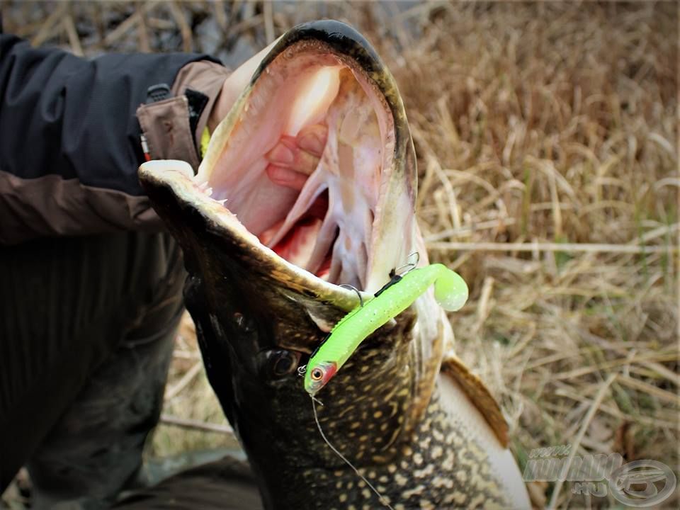 A nagyobb méretű Searchbait Minnow csalik bármelyike kiváló választás, ha célzottan nagy ragadozóra szeretnénk vadászni!