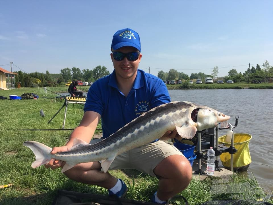 A kiemelkedő pontyállomány igen élvezetes versenyt garantál az Ezüst-tavon, de a mindig éhes tokhallal is számolni kell!