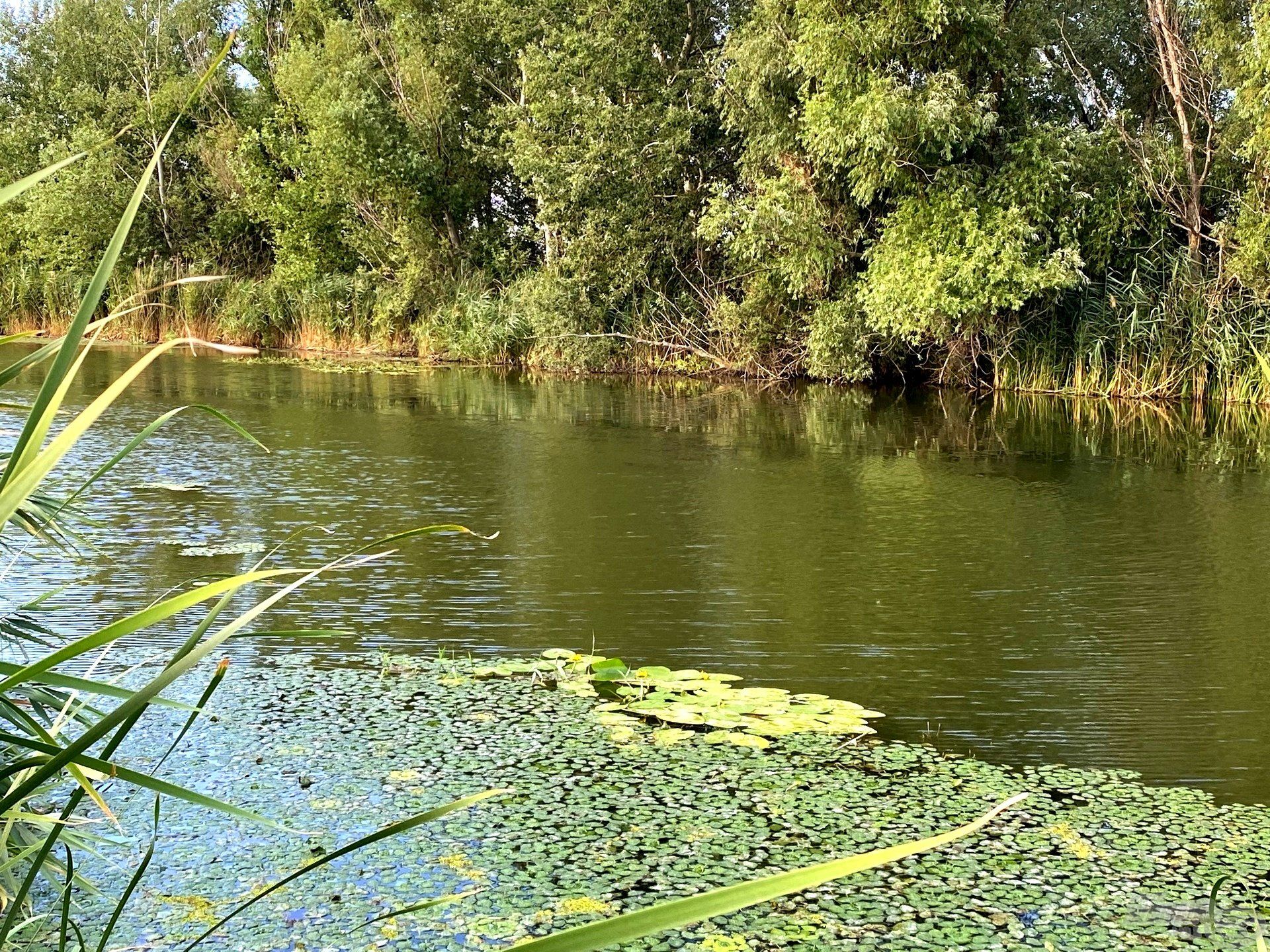 A partszél és a növényzet széle mindig ígéretes, főleg ha magas a vízállás