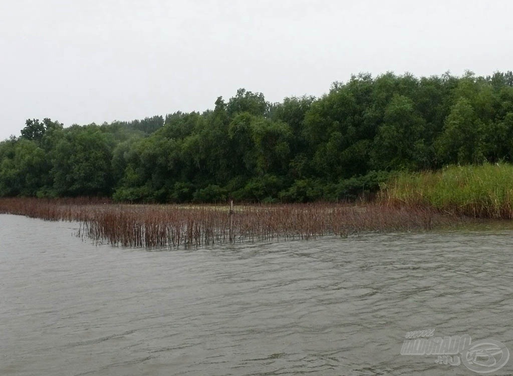 … a gyékényfal. A Tisza sokáig magas vízállása miatt, idén nem tudott a friss gyékény és sulyom felnőni. A nád is csak lassan tér magához…