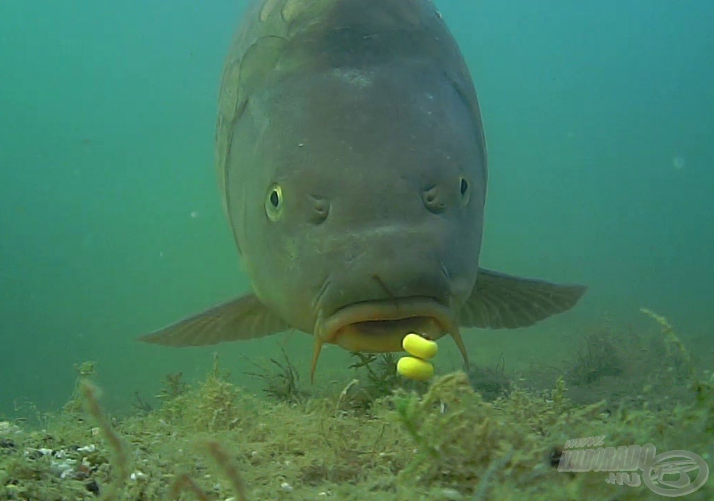 Világújdonság víz alatti kamera, horgászoknak fejlesztve
