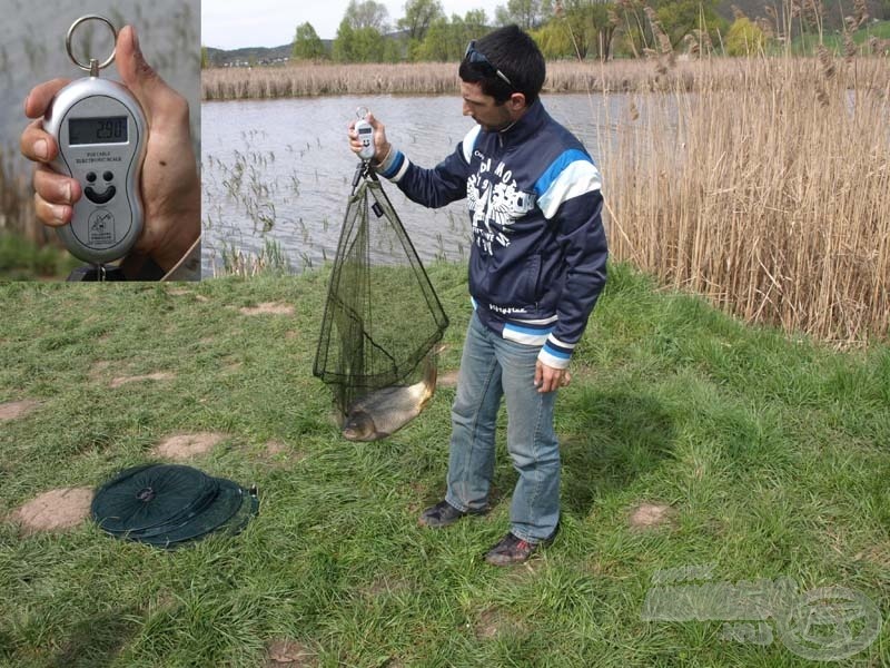 Szép, egészséges maconkai ponty, melynek pontos súlya 2,90 kg