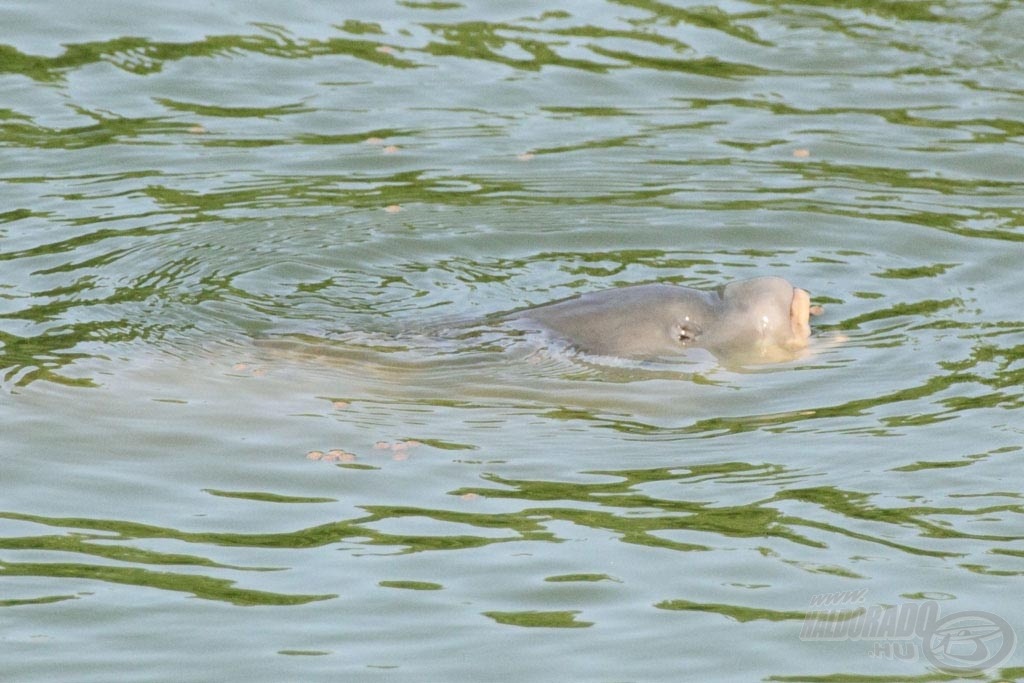 Vízfelszíni pontyok, avagy a leglátványosabb pontyhorgászat!